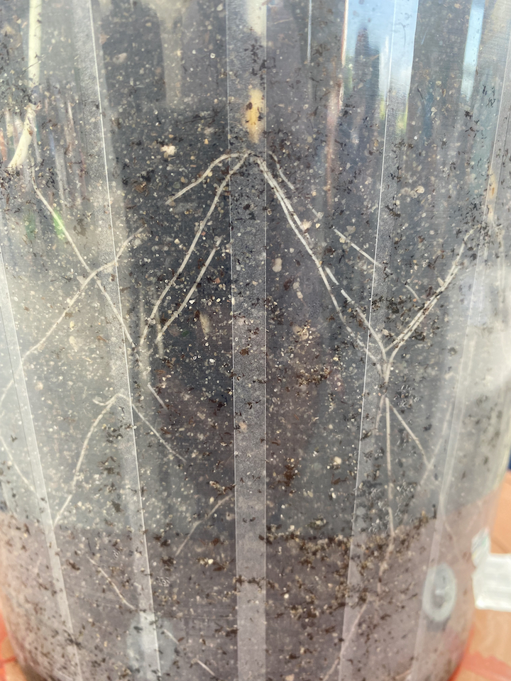 Uno dei vasi usati per studiare l'angolo di crescita delle radici